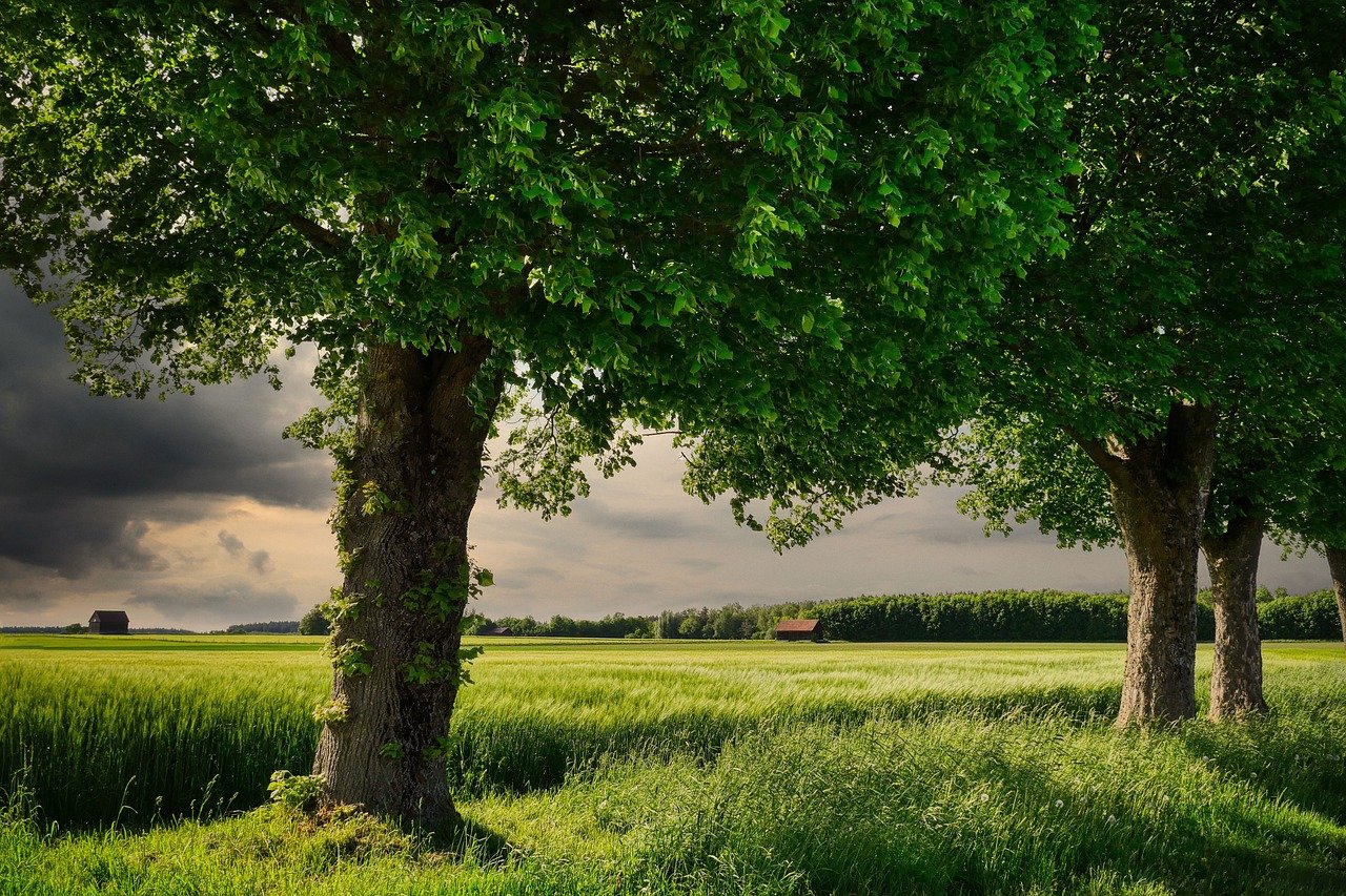 grass, wheat field, grain-7216163.jpg